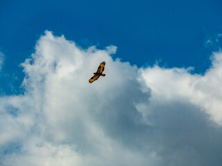 Greifvogel am Wolkenhimmel