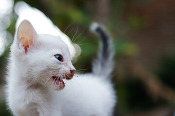 Potrait of a white kitten with round eyes.