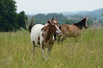 Getupftes Muli auf der Wiese schüttelt sich um Insekten abzuwehren