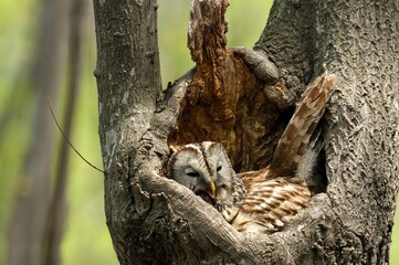 Ural owl resting on a tree branch in the forest (This image is part of the Strix uralensis series.)
