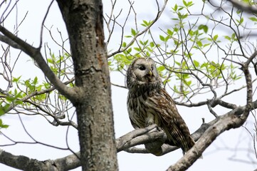 Ural owl resting on a tree branch in the forest (This image is part of the Strix uralensis series.)
