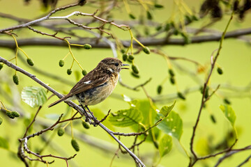 A Common Stonechat bird in the wild