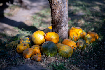 A collection of pumpkins in various shapes and shades of orange, yellow, and green, lying at the...