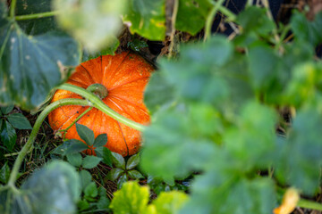 A small decorative pumpkin, orange and green, laying in a ground amidst dried vines and leaves, capturing the essence of autumn harvest.