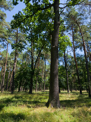 A tall oak tree trunk stands prominently in the foreground of a sparse mixed forest with green...