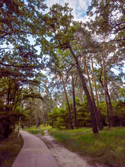 A dirt path winds through aged pine and oak trees in Partisan Glory Park, Darnytskyi District, Kyiv, with sunlight filtering through green canopies under a clear blue sky.