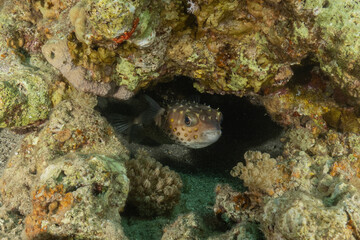 Fish swimming in the Red Sea, colorful fish, Eilat, Israel
