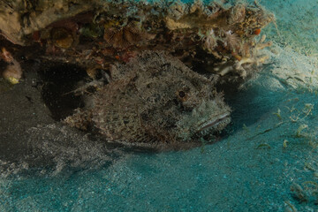 Fish swimming in the Red Sea, colorful fish, Eilat, Israel
