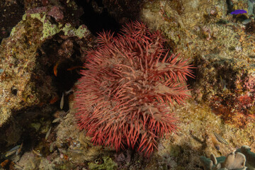 Coral reef and water plants in the Red Sea, Eilat Israel
