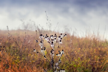 Dried field plant with dark seed heads in the foreground, covered in dew drops, against a blurred autumn field and gloomy sky, creating an atmosphere of melancholy and seasonal transition