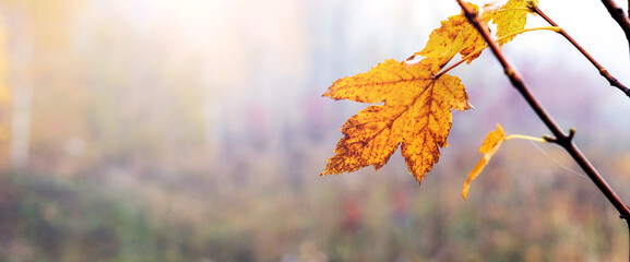 Bright yellow autumn maple leaf with distinct veins on a branch, against a blurred misty background of an autumn forest, creating an atmosphere of calm and nostalgia