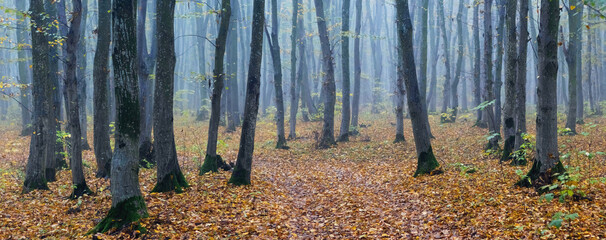 Gloomy but picturesque autumn forest with straight trees extending into the fog and the ground covered with fallen leaves, creating an atmosphere of calm and mystery