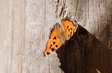 butterfly urticaria close up on wooden wall