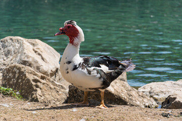 Muscovy Duck Standing on Rocks by Water