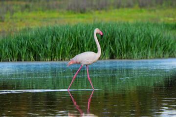 Greater Flamingo Striding in Shallow Water