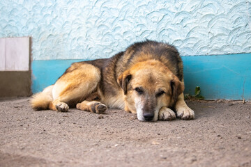 A resting homeless dog with brown and black fur peacefully sleeping on the ground near a blue wall,...