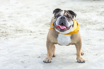 Obraz premium A happy bulldog standing at the beach in the sand