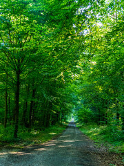 Wald und Wirtschaftsweg durch den Mischwald im Sommer