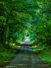 Wald und Wirtschaftsweg durch den Mischwald im Sommer