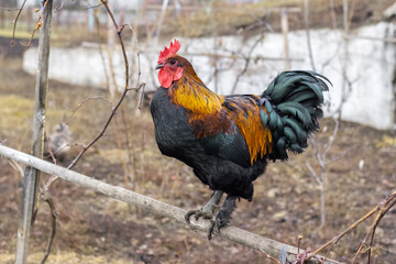 A magnificent rooster with a bright red comb and colorful plumage, standing on a wooden perch against a rural farmyard background, demonstrating a proud posture