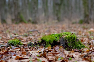 Moss-covered tree stump in the center of a forest floor carpeted with fallen leaves, creating natural texture and a serene woodland atmosphere