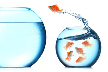 Goldfish jumping out of small glass bowl into bigger one against white background