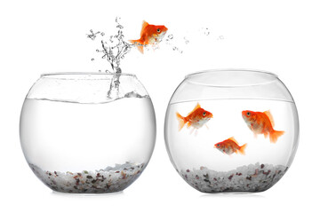 Goldfish jumping out of glass bowl into another one against white background