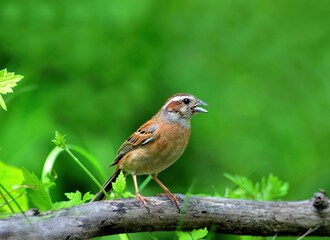 This photo shows a male Meadow Bunting (Emberiza cioides) singing while perched on a branch in lush green surroundings. This image is part of the Emberiza cioides series.
