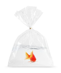 Goldfish in plastic bag with water on white background