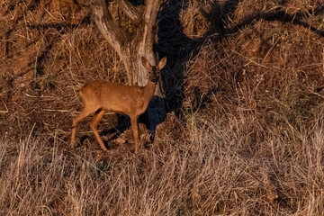 Deer grazing near a tree in a dry grassland area during sunset