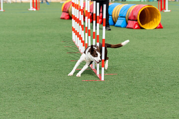 Dog completing an agility course with a focus on weaving through obstacles on a sunny day