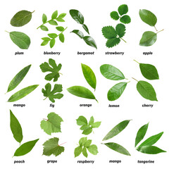 Fresh green leaves of fruit plants on white background. Collage with names