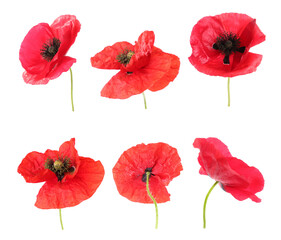 Obraz premium Red poppy flowers isolated on white, collage