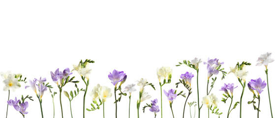 Many beautiful freesia flowers on white background