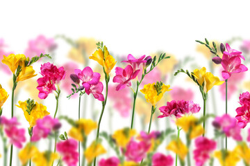 Many beautiful freesia flowers on white background