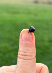 A Tiny Black Leaf Beetle Crawling on a Fingernail with a Green Field Background