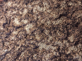Chocolate Gullac, Turkish Traditional Ramadan Dessert Chocolate Gullac with grated chocolate on it
