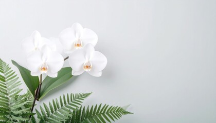 Obraz premium White Orchid Blooms Nestled Among Lush Green Tropical Ferns Against A Soft Pastel Background
