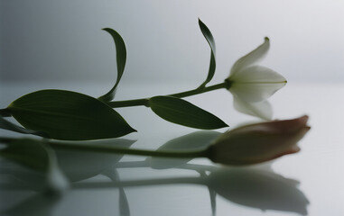 rose on the window