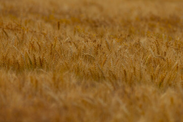 A detailed closeup view of a beautiful field of golden wheat that is perfectly ready and waiting to be harvested soon