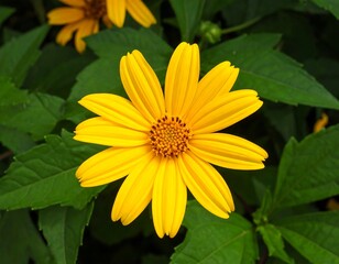 Bright yellow flower with dark center