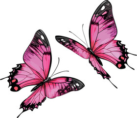 butterfly vector illustration