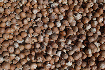  Dried betel nuts that are dried in the sun