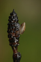 aquatic snail on water reed