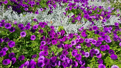 Petunia is genus of 20 species of flowering plants of South American origin. The popular flower of the same name derived its epithet from the French, which took the word pétun 'tobacco'.