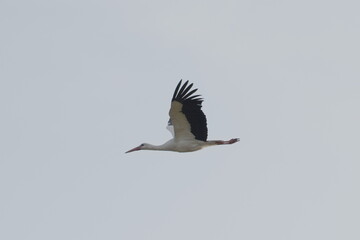 stork flying in the sky