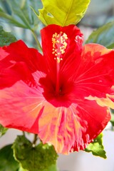 red hibiscus flower in the garden 
