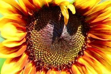 Sunflower macro 
