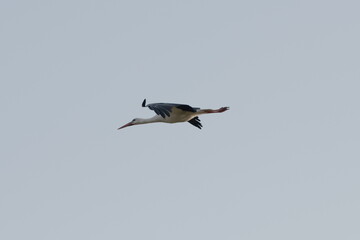 stork flying in the sky