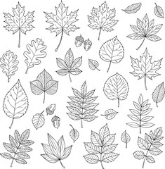 Black and white line art collection of diverse autumn leaves and acorns isolated on white